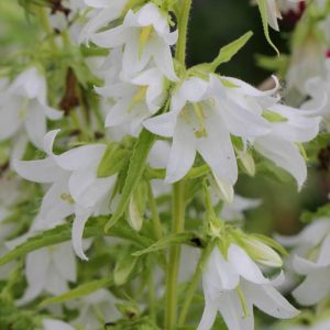 Колокольчик крапиволистный var. alba