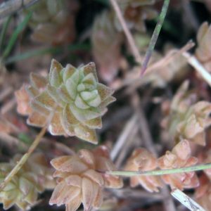 Очиток четырёхмерный