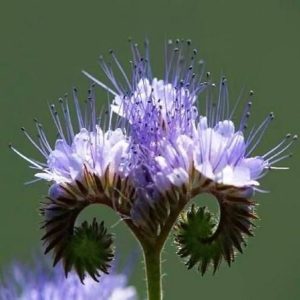 Фацелия пижмолистная