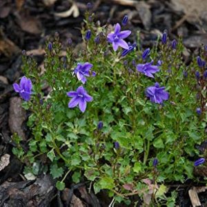 Колокольчик Портеншлага "Blue Magic"(R)"