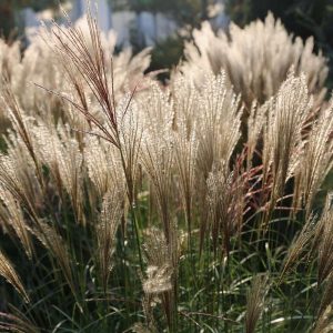 Мискантус китайский "Early Hybrids"