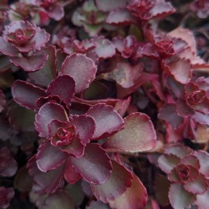 Очиток ложный "Voodoo"