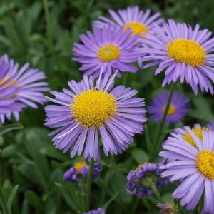 Астра альпийская "Goliath"