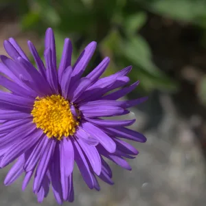 Астра ново-бельгийская