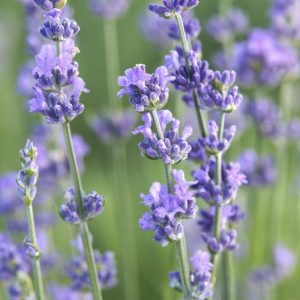 Лаванда узколистная