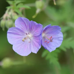 Герань луговая "Painter`s Palette"