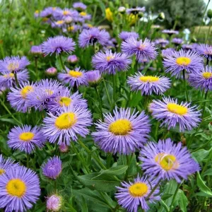Астра альпийская Formula Mix