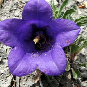 Колокольчик приальпийский