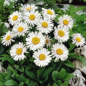 Астра альпийская "Albus"