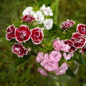 Гвоздика турецкая "Super Duplex Mix"