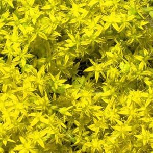 Очиток гибридный "Czar"s Gold"