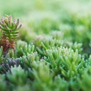 Очиток краснеющий "Lizard"