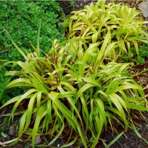 Ожика лесная "Solar Flair"