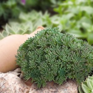 Очиток краснеющий "Lizard"