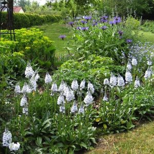 Вероника горечавковая