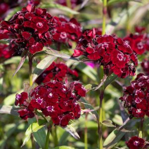 Гвоздика турецкая "Nigrescens"