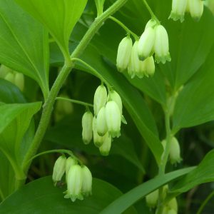 Купена широколистная