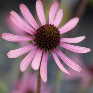 Эхинацея тенесийская "Rocky Top"