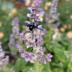 Шалфей мускатный