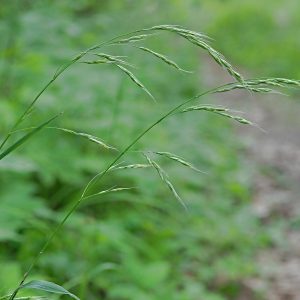 Овсяница гигансткая