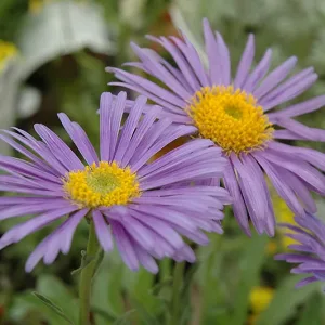 Астра альпийская "Goliath"