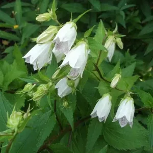 Колокольчик Такесима "Flore Pleno Mix"