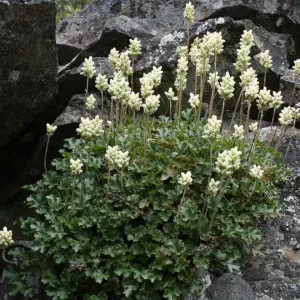 Гейхера цилиндрическая