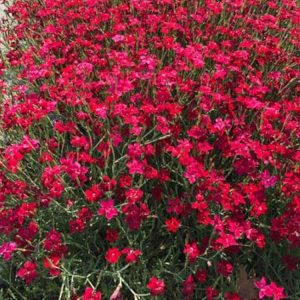 Гвоздика травянка "Flashing Light"