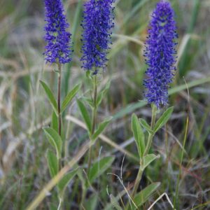 Вероника Порфирия