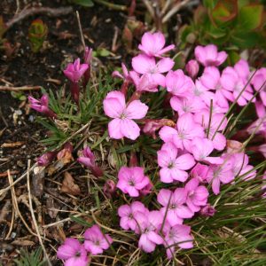 Гвоздика мелкочешуйчатая
