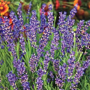 Лаванда узколистная "Hidcote Superior"