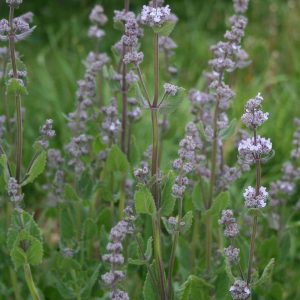 Котовник голый