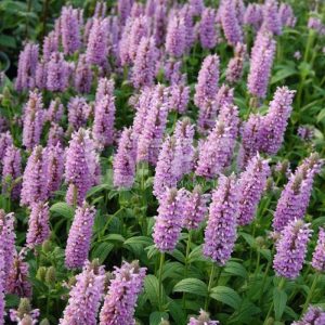 Котовник жилковатый "Pink Cat"