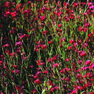 Гвоздика травянка "Erectus"