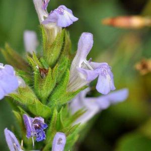 Шалфей войлочный