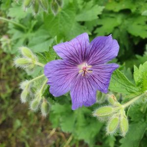 Герань грузинская