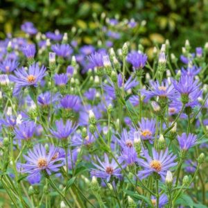 Астра крупнолистная