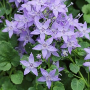 Колокольчик продырявленный