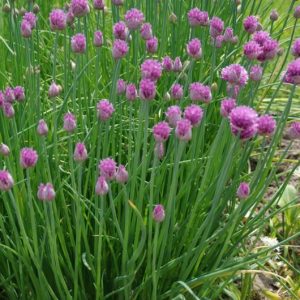 Лук скорода "Polyvit"