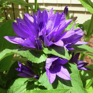 Колокольчик скученый "Bellefleur Blue"(R)"