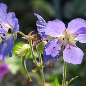 Герань голостебельная