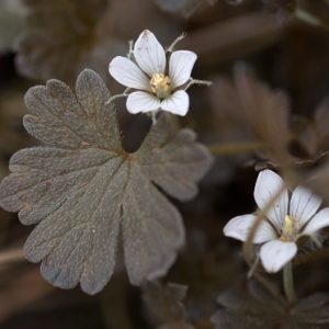 Герань cидячецветковая