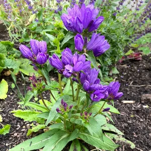 Колокольчик сборный var. acaulis