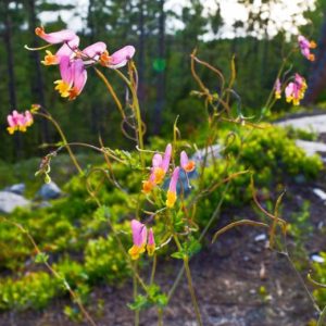 Хохлатка вечнозелёная