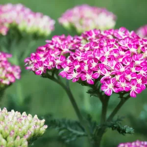 Тысячелистник обыкновенный "Cerise Queen"