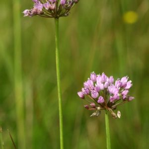 Лук угловатый