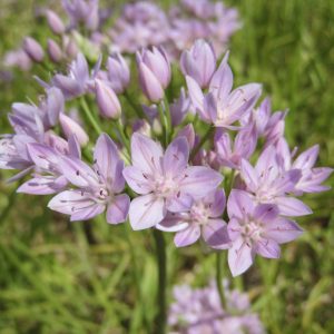 Лук однолистный