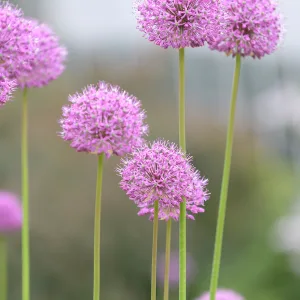 Лук скорода "Mixed One"