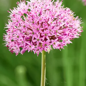 Лук скорода "Mixed One"