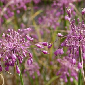 Лук килеватый хорошенький